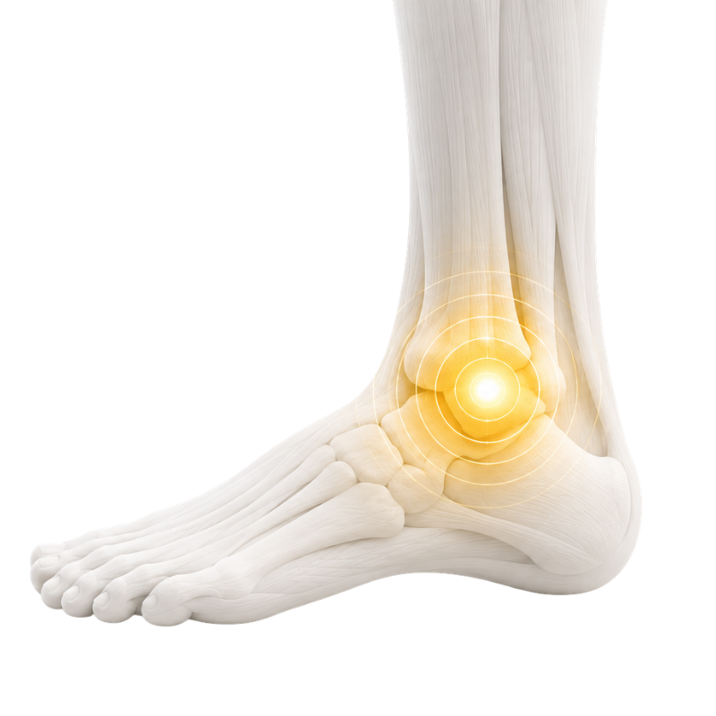 Foot