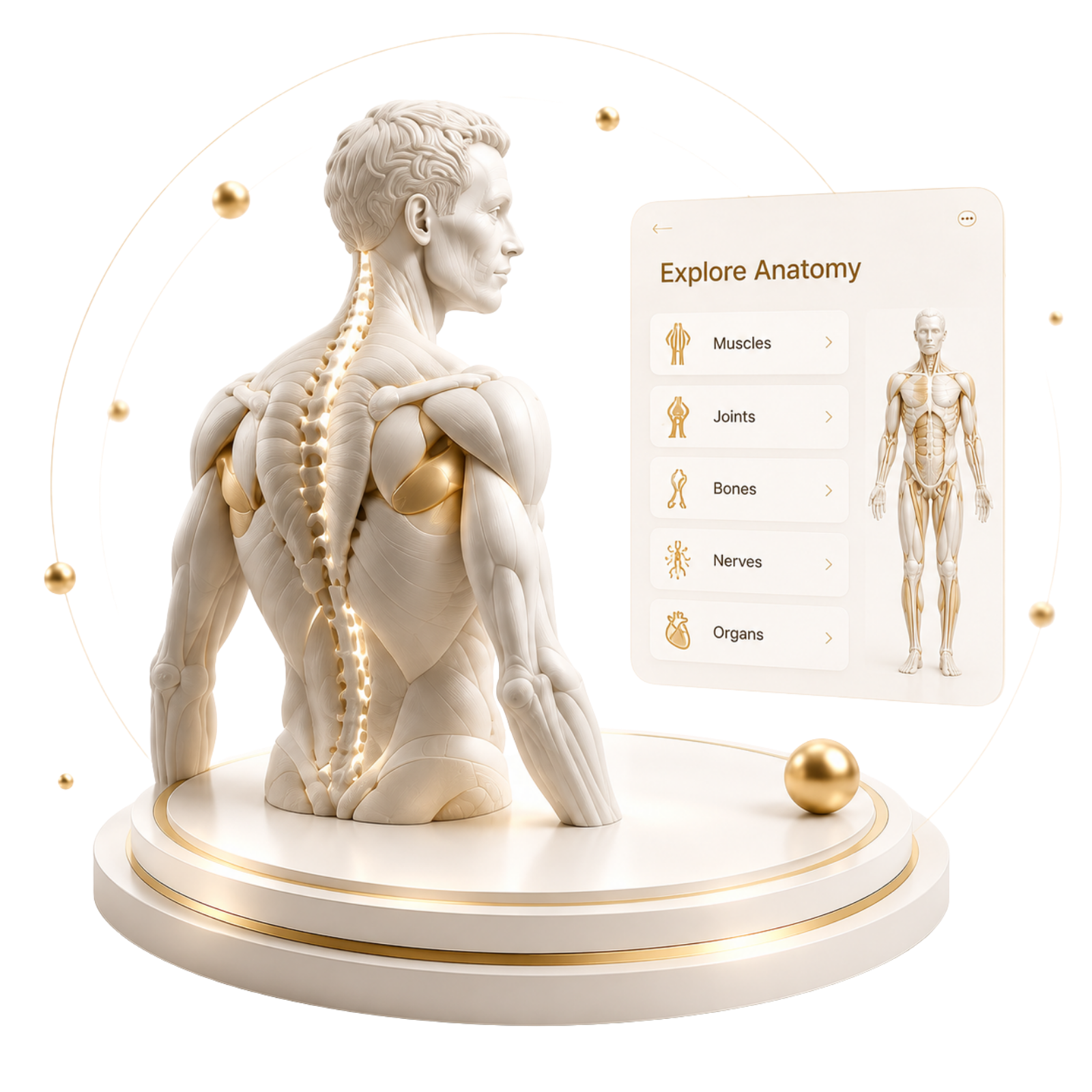 Home Anatomy