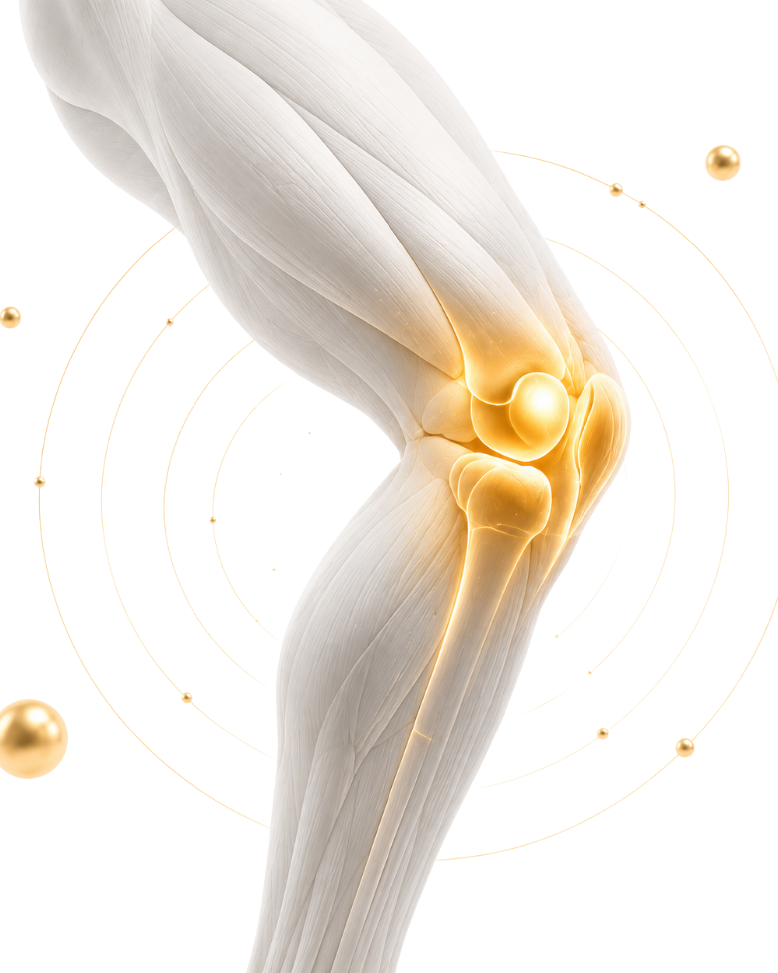 Knee Pain 3D Anatomy of the Knee