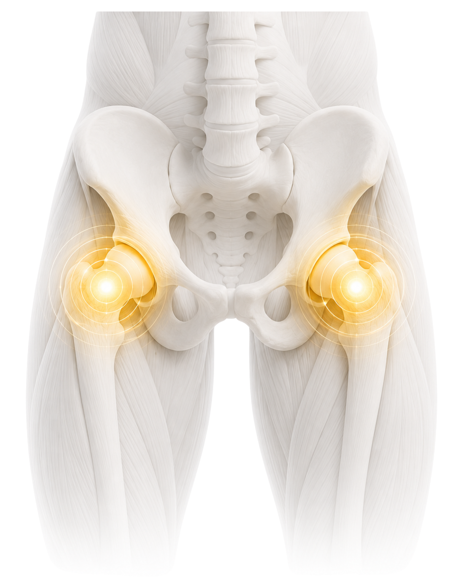 Hip Pain 3D Anatomy of the Hip